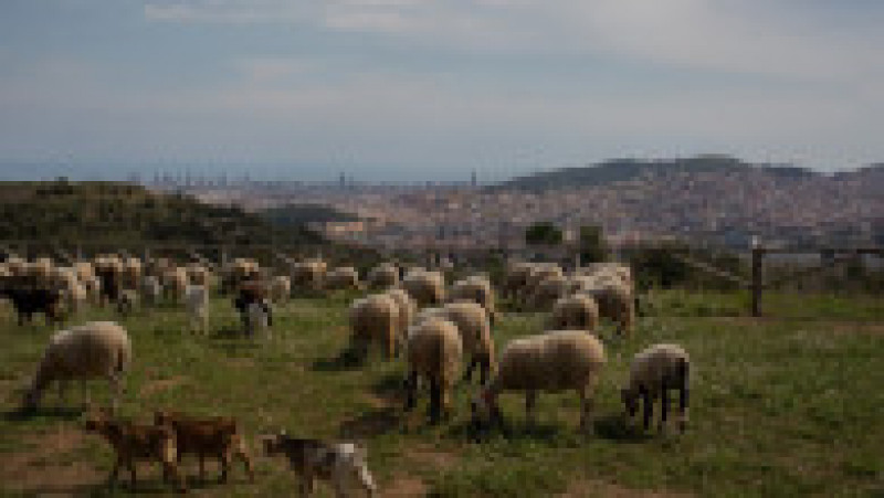 Barcelona reînvie o strategie straveche și se apără în fața incendiilor cu sute de oi și capre. FOTO: Profimedia Images | Poza 6 din 12
