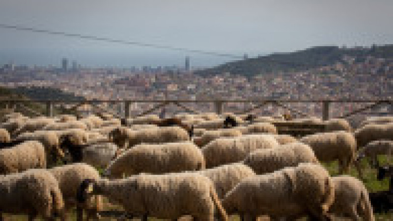 Barcelona reînvie o strategie straveche și se apără în fața incendiilor cu sute de oi și capre. FOTO: Profimedia Images | Poza 10 din 12