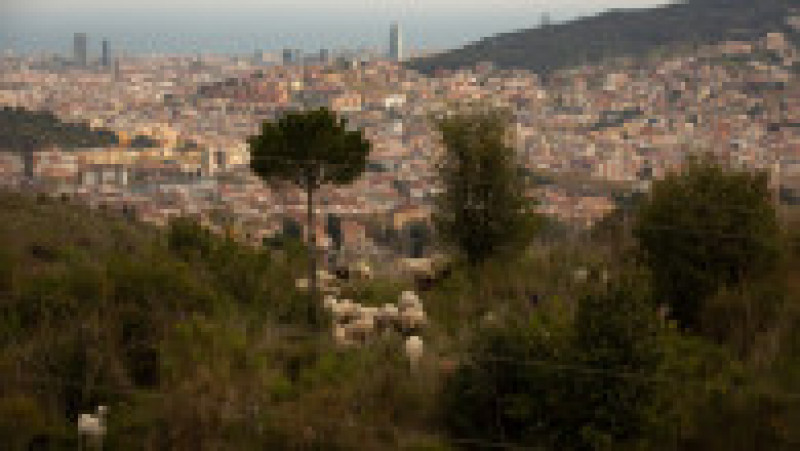 Barcelona reînvie o strategie straveche și se apără în fața incendiilor cu sute de oi și capre. FOTO: Profimedia Images | Poza 9 din 12