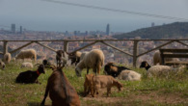 Barcelona reînvie o strategie straveche și se apără în fața incendiilor cu sute de oi și capre. FOTO: Profimedia Images | Poza 12 din 12