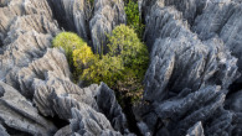 „Turnurile” de piatră din rezervația Tsingy de Bemaraha din Madagascar oferă un peisaj ieșit din comun Foto: Profimedia Images | Poza 12 din 19