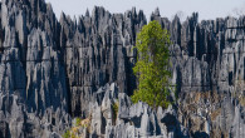 „Turnurile” de piatră din rezervația Tsingy de Bemaraha din Madagascar oferă un peisaj ieșit din comun Foto: Profimedia Images | Poza 5 din 19