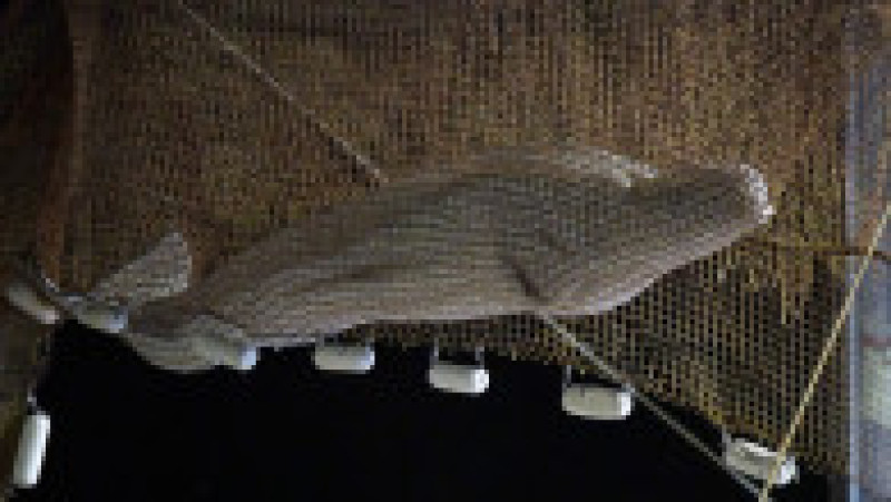 Balena beluga blocată pe Sena a fost ridicată din apă, în prima etapă a unei ambițioase operațiuni de salvare la care participă zeci de oameni. Foto: Profimedia | Poza 7 din 12