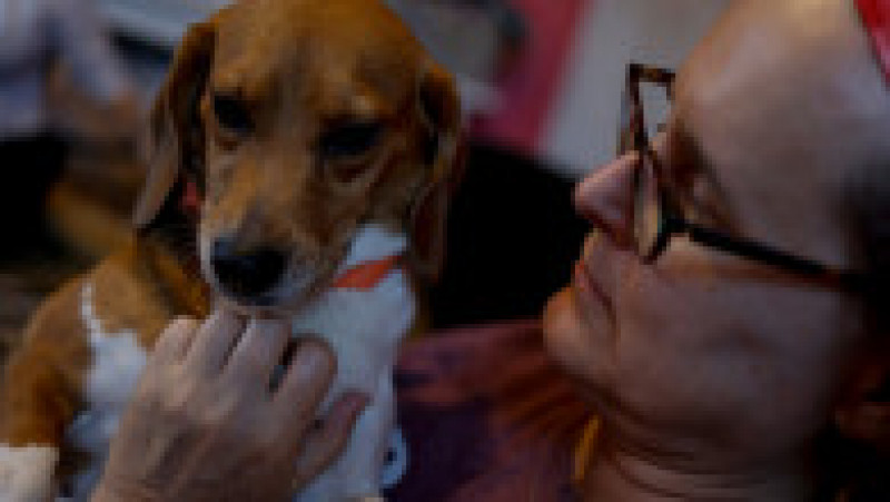 Inspectorii au descoperit că unii dintre câini au fost omorâți atunci când ar fi trebuit să fie consultați de veterinar pentru tratarea unor afecțiuni care erau ușor de vindecat. Foto: Profimedia Images | Poza 10 din 22