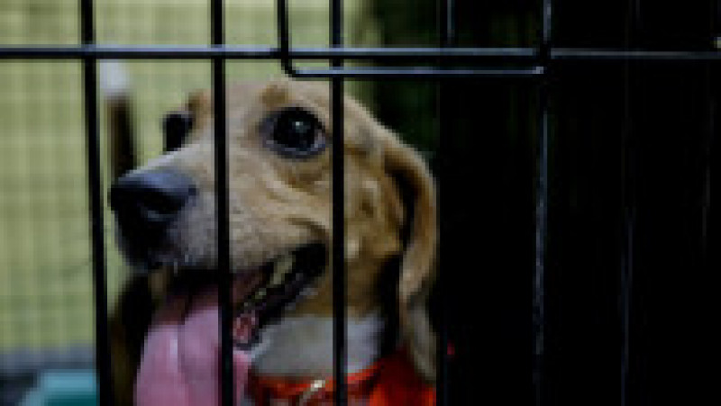Pepiniera unde au fost crescuți câinii a fost dată în judecată în luna mai de Departamentul de Justiție al Statelor Unite, fiind acuzată de mai multe acte de cruzime împotriva animalelor. Foto: Profimedia Images | Poza 12 din 22