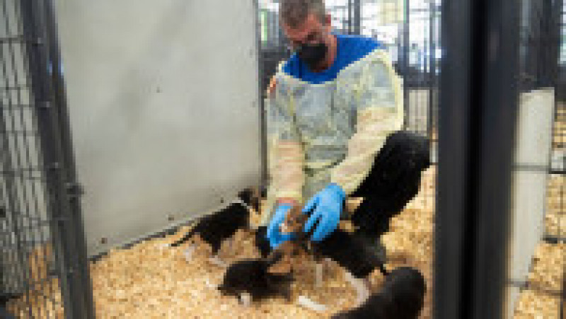 Inspectorii au descoperit că unii dintre câini au fost omorâți atunci când ar fi trebuit să fie consultați de veterinar pentru tratarea unor afecțiuni care erau ușor de vindecat. Foto: Profimedia Images | Poza 7 din 22