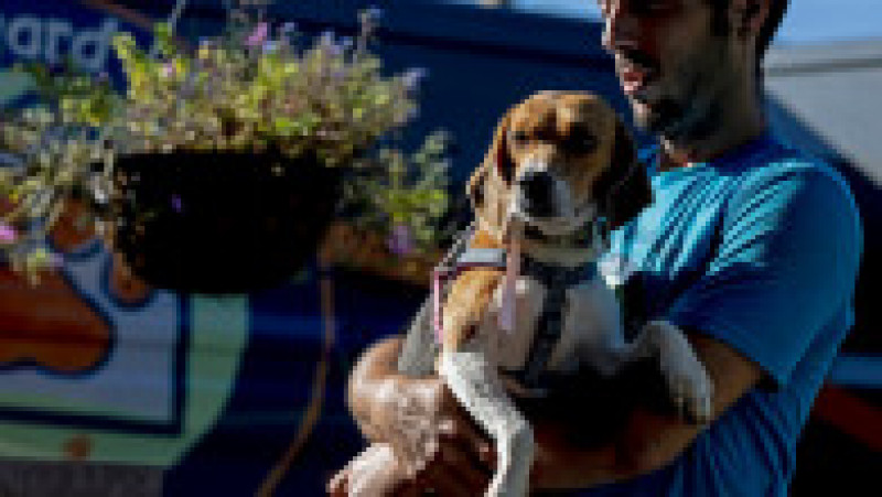 Pepiniera unde au fost crescuți câinii a fost dată în judecată în luna mai de Departamentul de Justiție al Statelor Unite, fiind acuzată de mai multe acte de cruzime împotriva animalelor. Foto: Profimedia Images | Poza 21 din 22