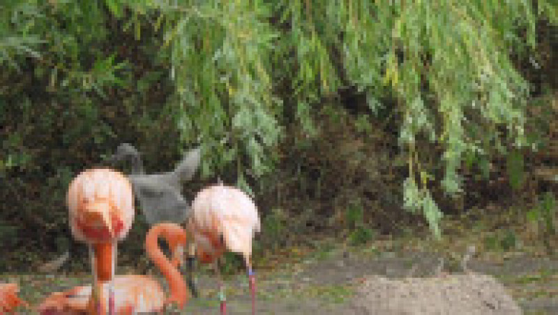 Un pui de flamingo e crescut de doi tați adoptivi, pentru că părinții biologici l-au abandonat. Foto: Profimedia | Poza 11 din 12