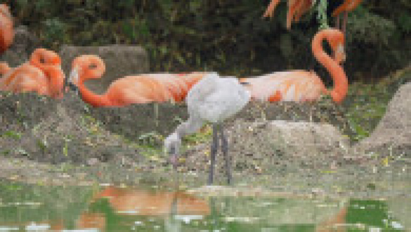 Un pui de flamingo e crescut de doi tați adoptivi, pentru că părinții biologici l-au abandonat. Foto: Profimedia | Poza 10 din 12