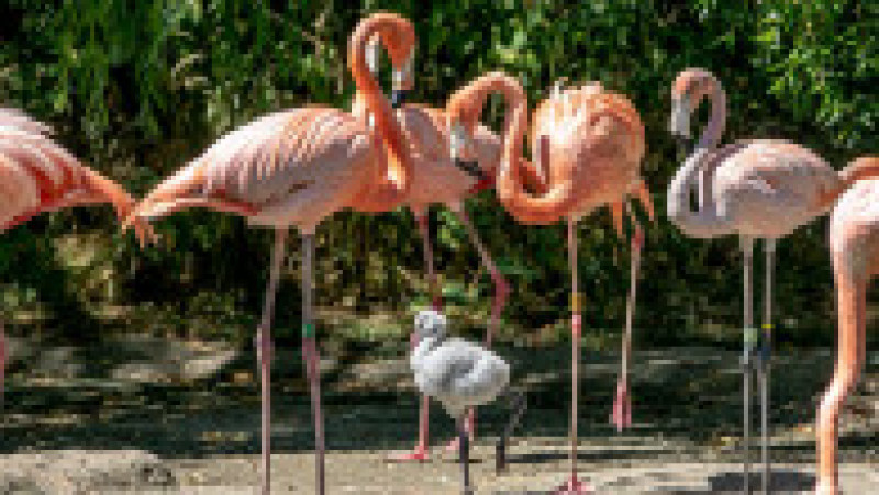Un pui de flamingo e crescut de doi tați adoptivi, pentru că părinții biologici l-au abandonat. Foto: Profimedia | Poza 12 din 12