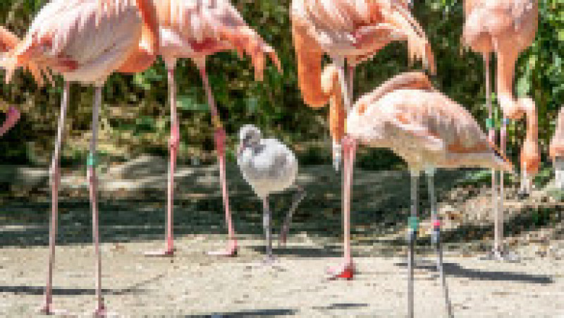 Un pui de flamingo e crescut de doi tați adoptivi, pentru că părinții biologici l-au abandonat. Foto: Profimedia | Poza 7 din 12