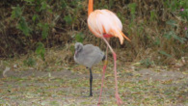Un pui de flamingo e crescut de doi tați adoptivi, pentru că părinții biologici l-au abandonat. Foto: Profimedia | Poza 6 din 12