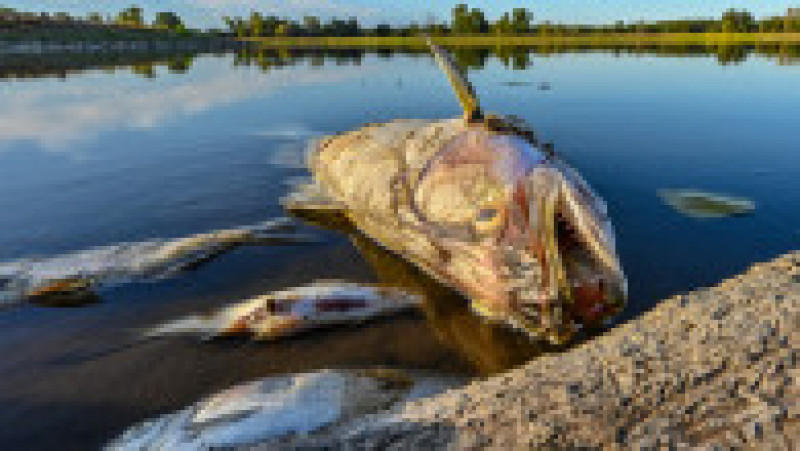 O substanță extrem de toxică ar fi dus la moartea a zeci de tone de pești într-un rău care străbate Germania și Polonia. Foto: Profimedia | Poza 1 din 11