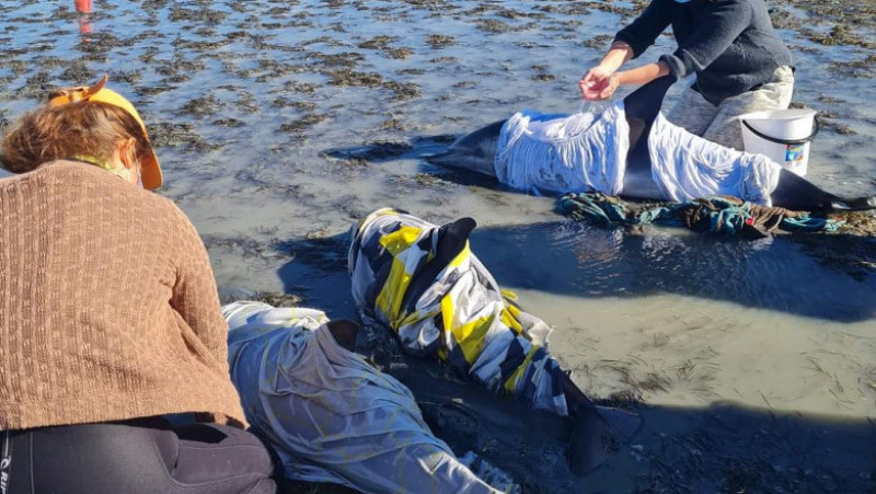 Voluntari înarmaţi cu găleţi cu apă şi prosoape au salvat delfinii eşuaţi pe o plajă din Noua Zeelandă. Foto: Project Jonah/ Twitter
