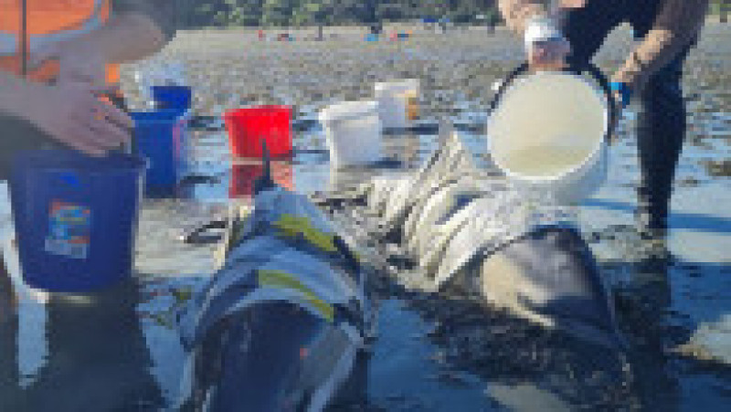 Voluntari înarmaţi cu găleţi cu apă şi prosoape au salvat delfinii eşuaţi pe o plajă din Noua Zeelandă. Foto: Project Jonah/ Twitter | Poza 2 din 6
