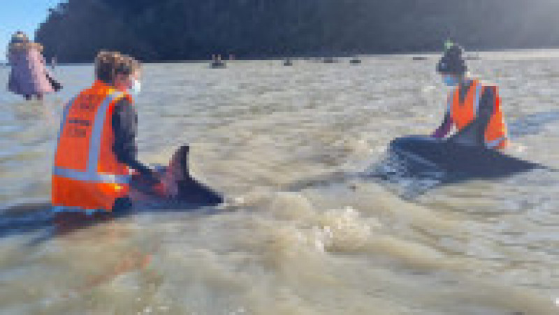 Voluntari înarmaţi cu găleţi cu apă şi prosoape au salvat delfinii eşuaţi pe o plajă din Noua Zeelandă. Foto: Project Jonah/ Twitter | Poza 3 din 6