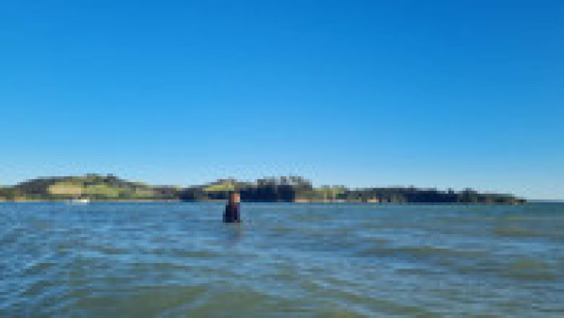 Voluntari înarmaţi cu găleţi cu apă şi prosoape au salvat delfinii eşuaţi pe o plajă din Noua Zeelandă. Foto: Project Jonah/ Twitter | Poza 4 din 6