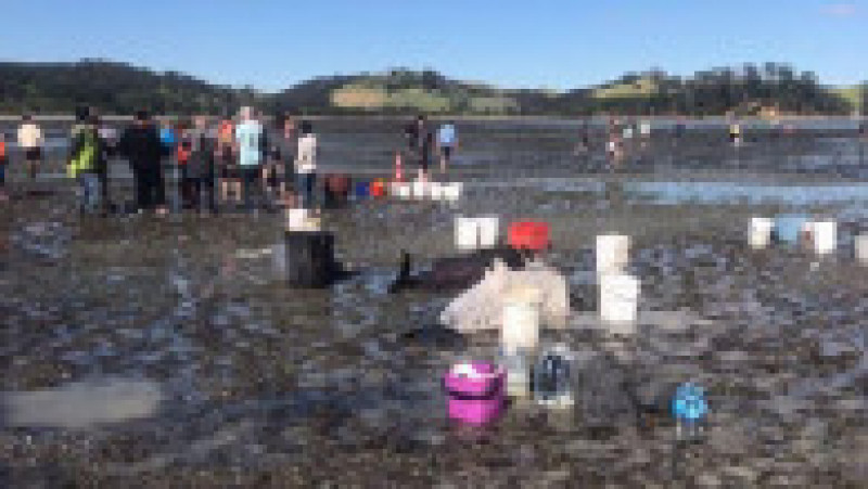 Voluntari înarmaţi cu găleţi cu apă şi prosoape au salvat delfinii eşuaţi pe o plajă din Noua Zeelandă. Foto: Project Jonah/ Twitter | Poza 5 din 6