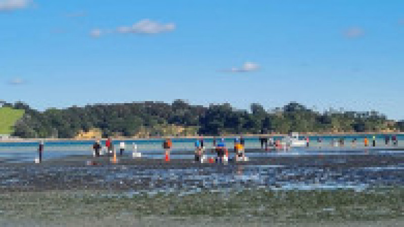 Voluntari înarmaţi cu găleţi cu apă şi prosoape au salvat delfinii eşuaţi pe o plajă din Noua Zeelandă. Foto: Project Jonah/ Twitter | Poza 6 din 6