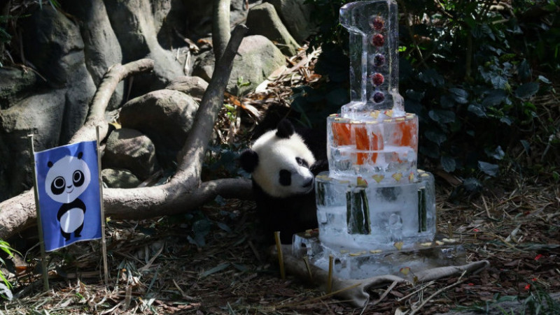 Primul pui de panda uriaș din Singapore și-a sărbătorit primul an de viață FOTO: Profimedia Images