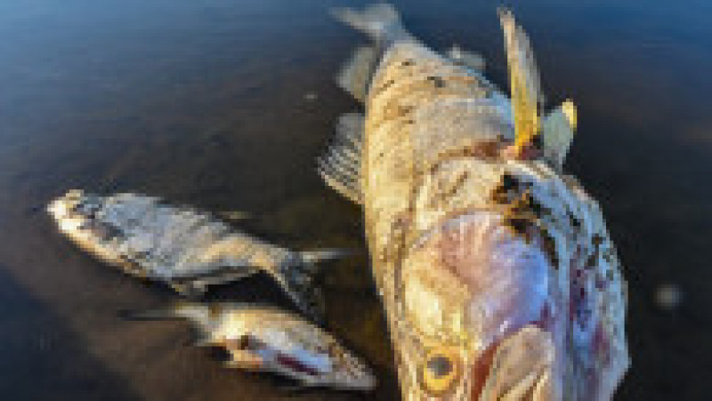 O substanță extrem de toxică ar fi dus la moartea a zeci de tone de pești într-un rău care străbate Germania și Polonia. Foto: Profimedia | Poza 11 din 11