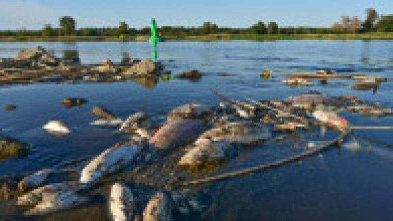 O substanță extrem de toxică ar fi dus la moartea a zeci de tone de pești într-un rău care străbate Germania și Polonia. Foto: Profimedia | Poza 10 din 11