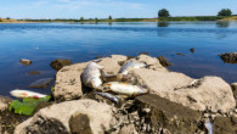 O substanță extrem de toxică ar fi dus la moartea a zeci de tone de pești într-un rău care străbate Germania și Polonia. Foto: Profimedia | Poza 6 din 11