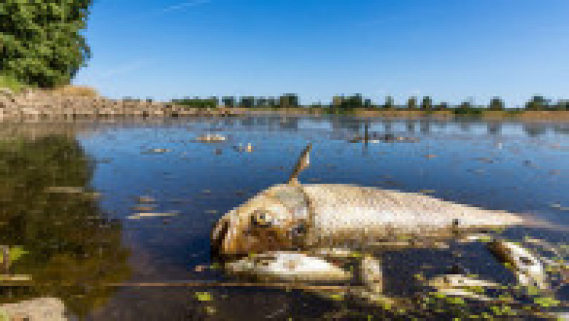 O substanță extrem de toxică ar fi dus la moartea a zeci de tone de pești într-un rău care străbate Germania și Polonia. Foto: Profimedia | Poza 4 din 11