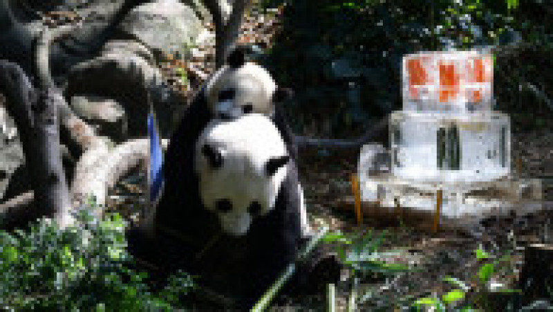 Primul pui de panda uriaș din Singapore și-a sărbătorit primul an de viață FOTO: Profimedia Images | Poza 9 din 17