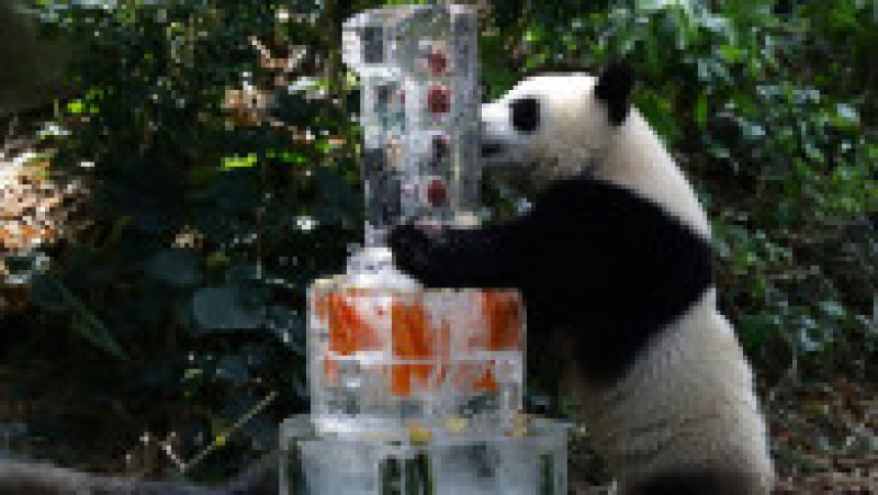 Primul pui de panda uriaș din Singapore și-a sărbătorit primul an de viață FOTO: Profimedia Images | Poza 6 din 17