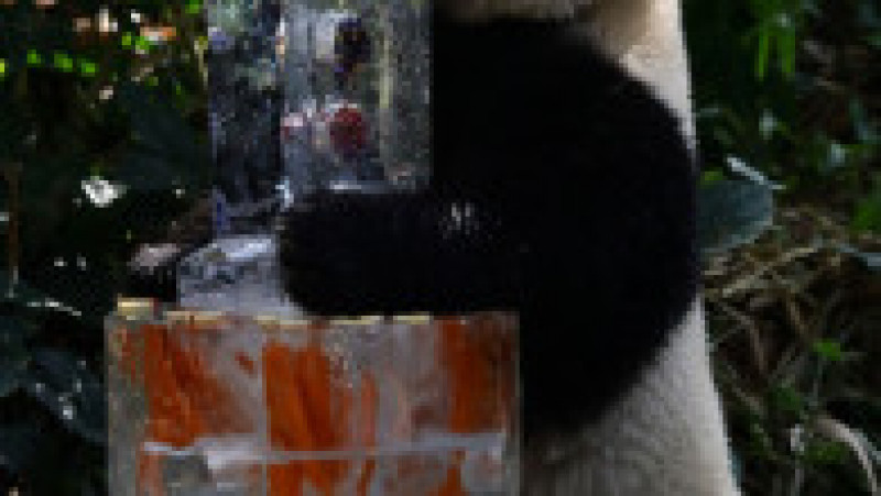 Primul pui de panda uriaș din Singapore și-a sărbătorit primul an de viață FOTO: Profimedia Images | Poza 7 din 17