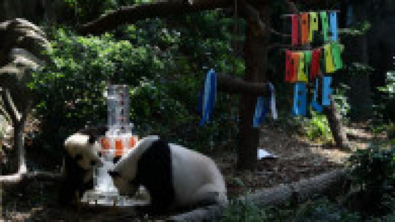 Primul pui de panda uriaș din Singapore și-a sărbătorit primul an de viață FOTO: Profimedia Images | Poza 8 din 17