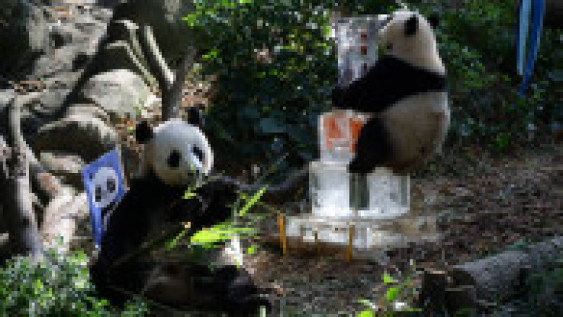 Primul pui de panda uriaș din Singapore și-a sărbătorit primul an de viață FOTO: Profimedia Images | Poza 10 din 17