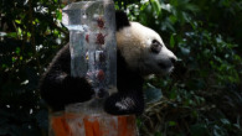Primul pui de panda uriaș din Singapore și-a sărbătorit primul an de viață FOTO: Profimedia Images | Poza 11 din 17