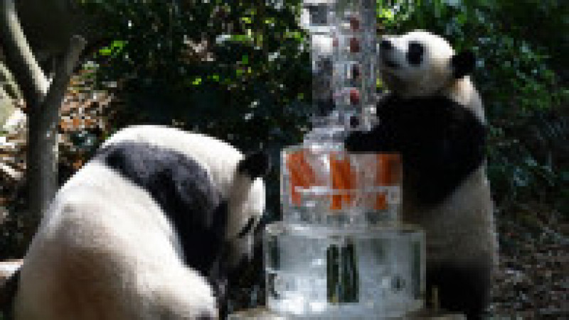 Primul pui de panda uriaș din Singapore și-a sărbătorit primul an de viață FOTO: Profimedia Images | Poza 5 din 17