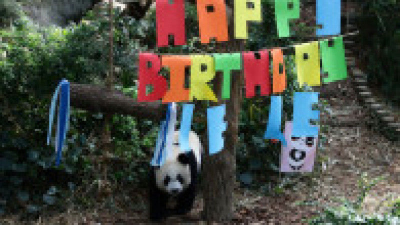 Primul pui de panda uriaș din Singapore și-a sărbătorit primul an de viață FOTO: Profimedia Images | Poza 4 din 17