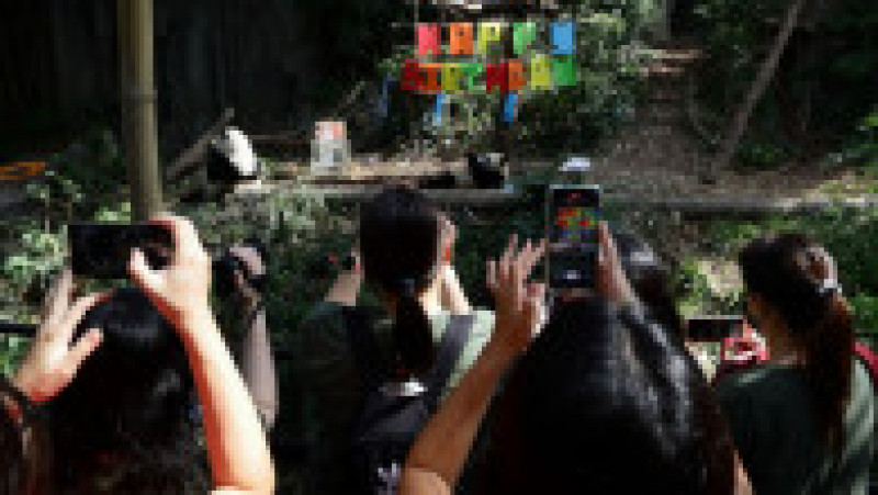 Primul pui de panda uriaș din Singapore și-a sărbătorit primul an de viață FOTO: Profimedia Images | Poza 16 din 17