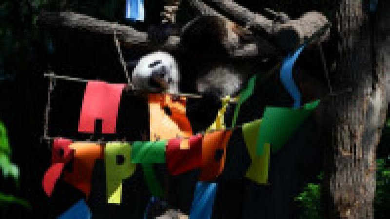 Primul pui de panda uriaș din Singapore și-a sărbătorit primul an de viață FOTO: Profimedia Images | Poza 15 din 17