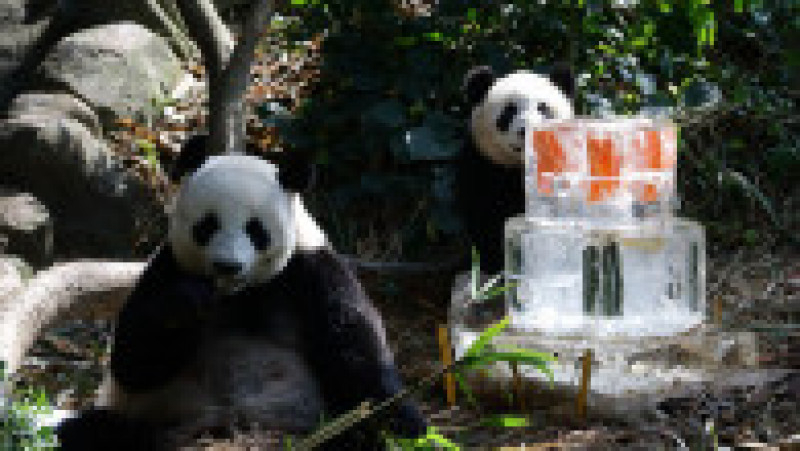 Primul pui de panda uriaș din Singapore și-a sărbătorit primul an de viață FOTO: Profimedia Images | Poza 13 din 17