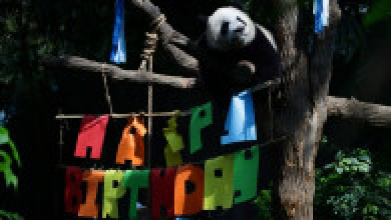 Primul pui de panda uriaș din Singapore și-a sărbătorit primul an de viață FOTO: Profimedia Images | Poza 14 din 17