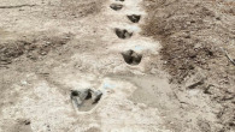 Urme de dinozaur, vechi de 113 milioane de ani, au ieșit la iveală în albia unui râu secat din Texas. Foto: Profimedia | Poza 3 din 4