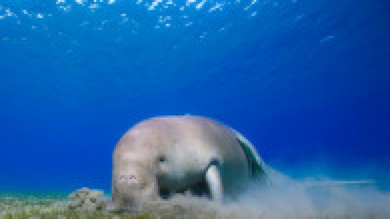 Dugongul, care are o dietă bazată mai ales pe ierburile de mare, este singurul mamifer marin strict erbivor. Foto: Profimedia Images | Poza 11 din 15