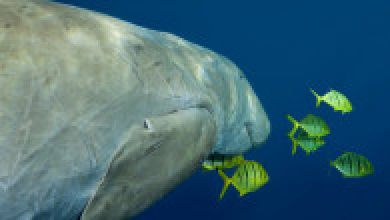 Dugongul, care are o dietă bazată mai ales pe ierburile de mare, este singurul mamifer marin strict erbivor. Foto: Profimedia Images | Poza 8 din 15