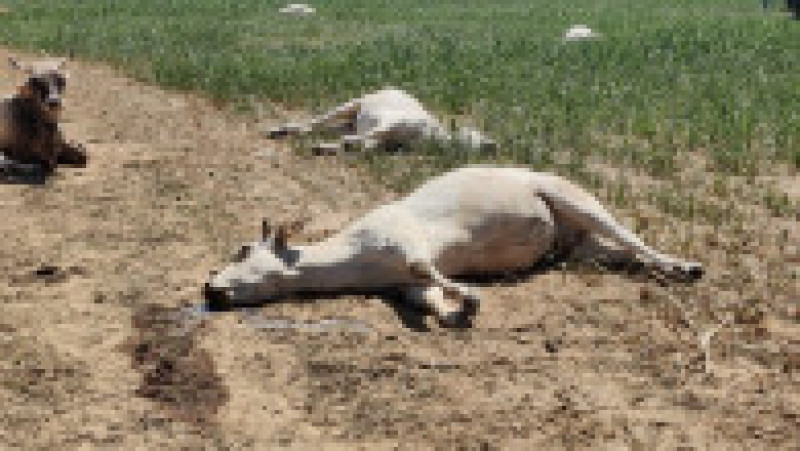 O fermă italiană a devenit o morgă în aer liber. Zeci de vaci au murit otrăvite din cauza secetei fără precedent. FOTO: Profimedia Images | Poza 1 din 6