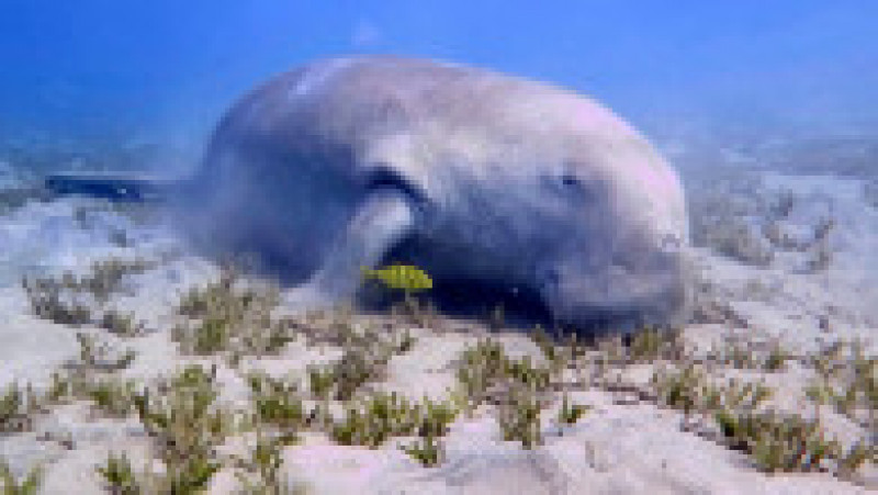 Dugongul, care are o dietă bazată mai ales pe ierburile de mare, este singurul mamifer marin strict erbivor. Foto: Profimedia Images | Poza 15 din 15