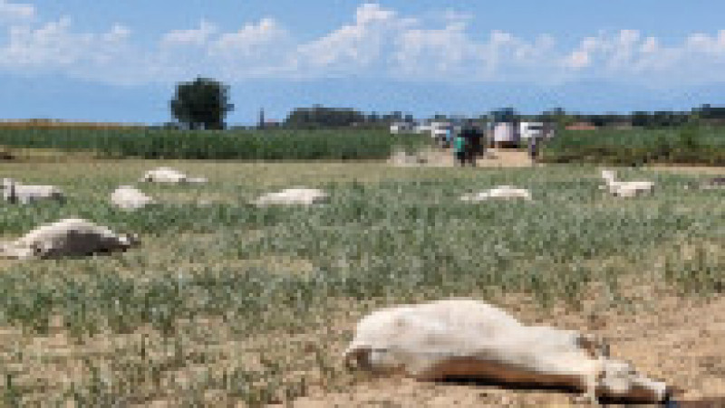 O fermă italiană a devenit o morgă în aer liber. Zeci de vaci au murit otrăvite din cauza secetei fără precedent. FOTO: Profimedia Images | Poza 3 din 6