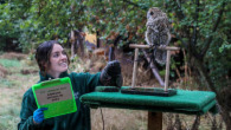 Animalele de la Zoo Londra au fost măsurate și cântărite pentru recensământul anual Foto: Profimedia Images | Poza 9 din 34
