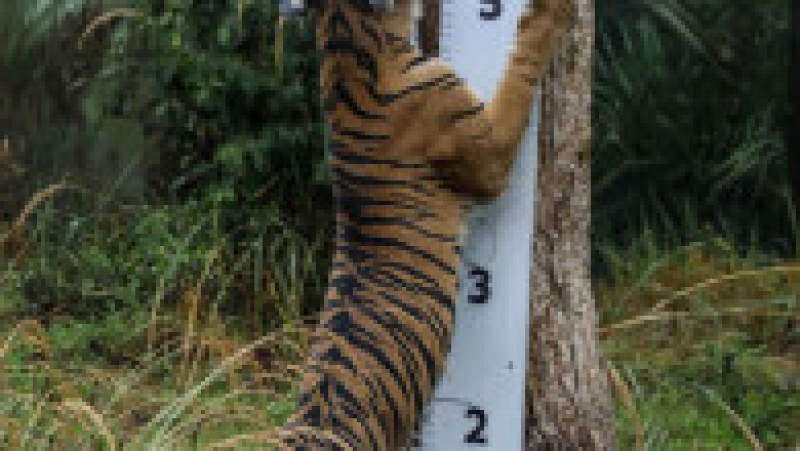 Animalele de la Zoo Londra au fost măsurate și cântărite pentru recensământul anual Foto: Profimedia Images | Poza 2 din 34
