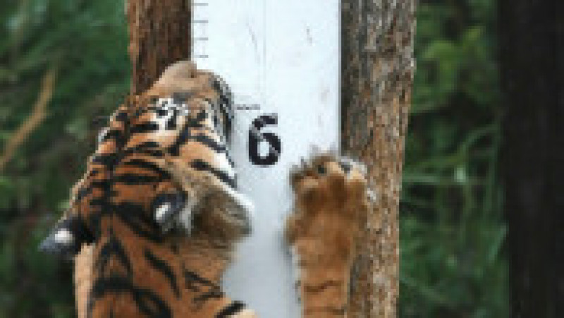 Animalele de la Zoo Londra au fost măsurate și cântărite pentru recensământul anual Foto: Profimedia Images | Poza 3 din 34