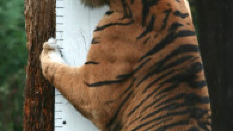 Animalele de la Zoo Londra au fost măsurate și cântărite pentru recensământul anual Foto: Profimedia Images | Poza 4 din 34